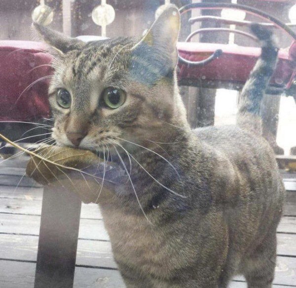 Коты и Кошки