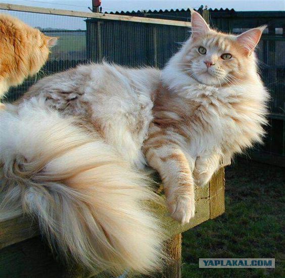 Котовторник 23/05/2017