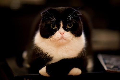 Коты и Кошки