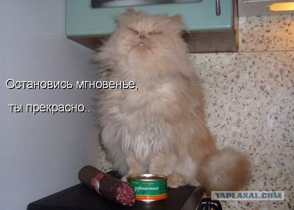 Новая жена