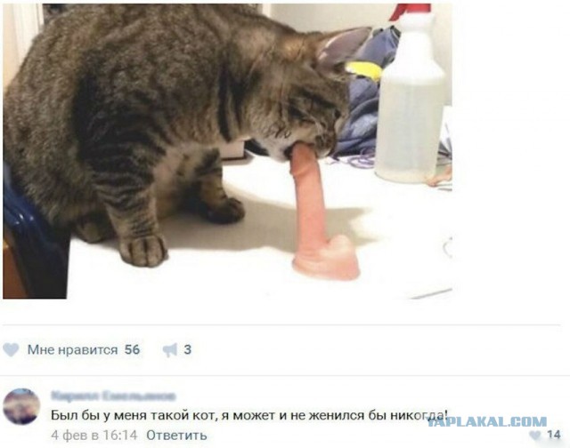 https://s00.yaplakal.com/pics/pics_original/4/9/3/10598394.jpg