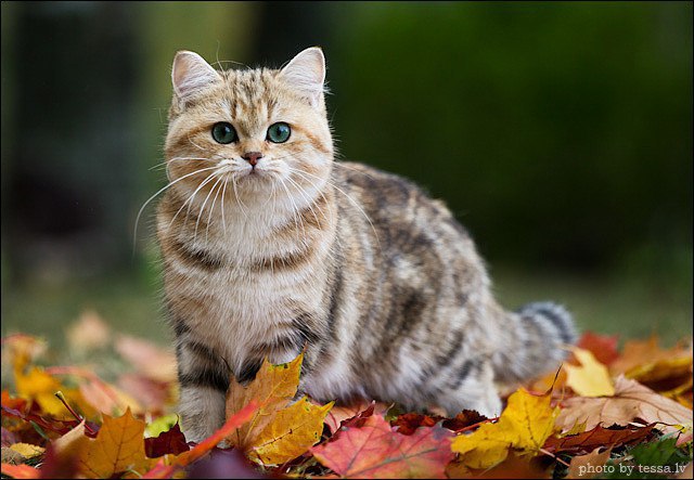 Прикольных котов пост