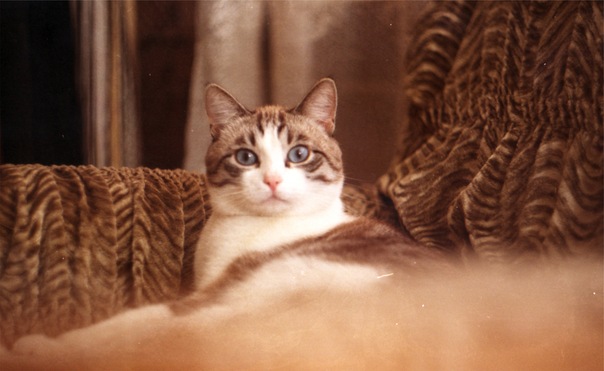 Коты до и после