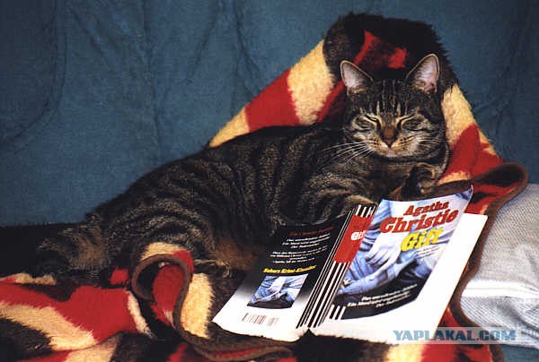 Котовторник (начало в супермаркете!)