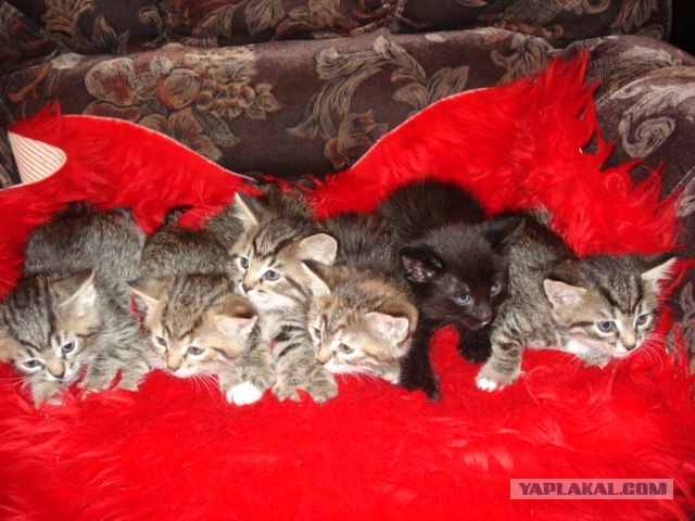 Котовторник (21.02.2012)