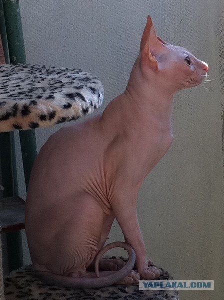 Котовторник  28.08.12