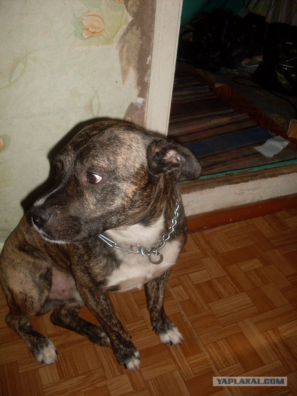 Собакочетверг!