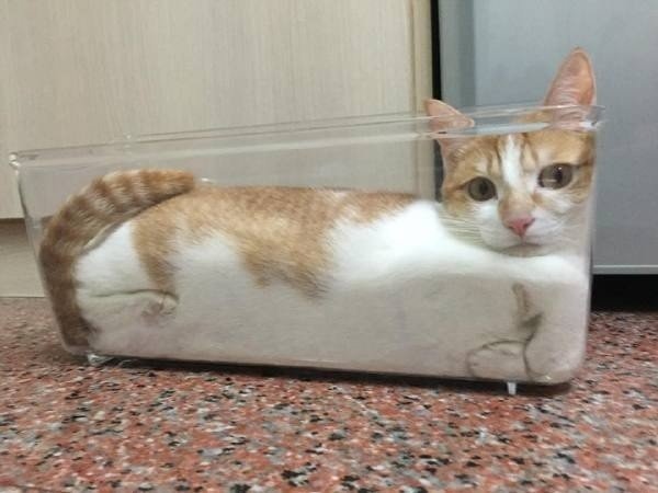 Забавные фото котеек