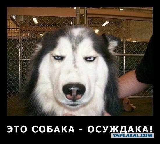 Какой ты подлый, человек!
