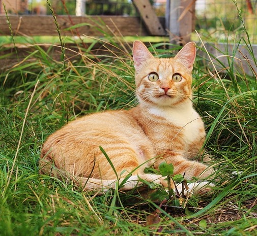 Забавные фото котеек