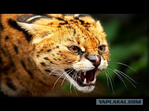Соседи халявщики. Или «простота хуже воровства»