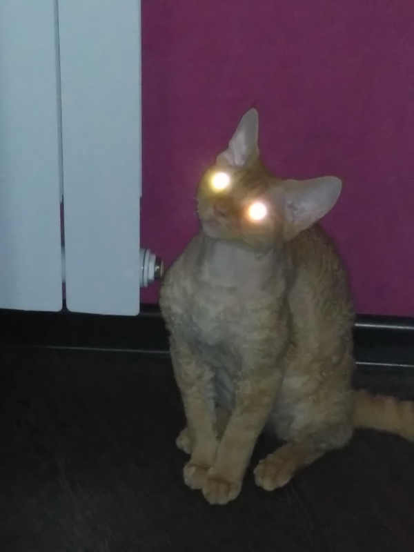 Коты с уранового рудника, надо больше урана!