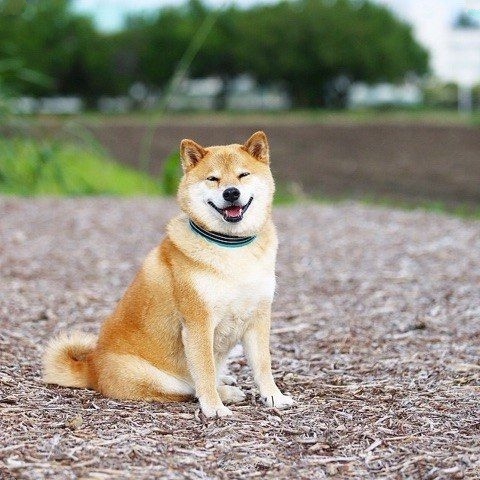 Эти забавные животные
