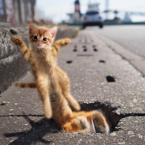 Росток дикого кота