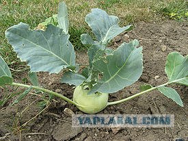 Капуста International, Наступила осень, отцвела капуста...