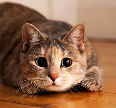 Всемирный день кошек