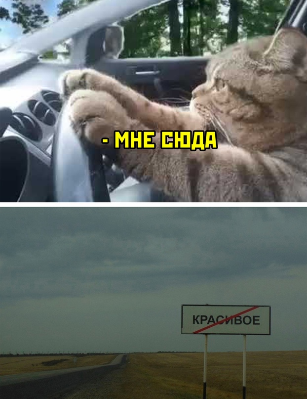 Картинки и мемы для настроения 11.08.2021