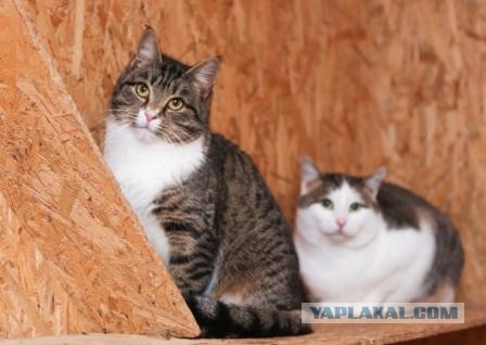 Жизнь домашнего приюта "Котоленд" 373