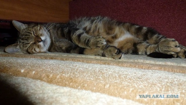 Котовторник 09.04.2013