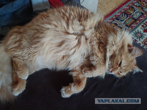 Такой бы пастью, да медка хлебнуть!