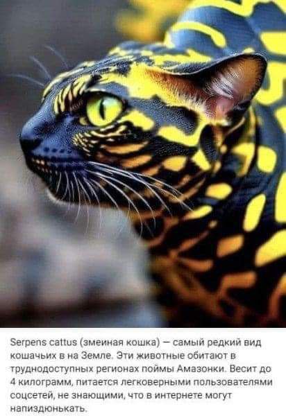 Мейн-куны и слабое сердце.