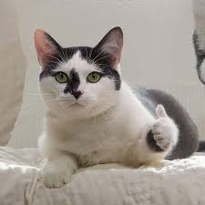 На котовторник