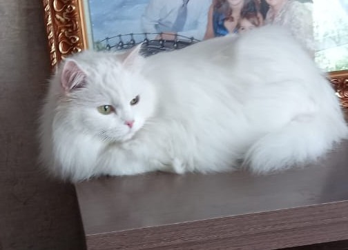 Хорьки это не только ценный мех...