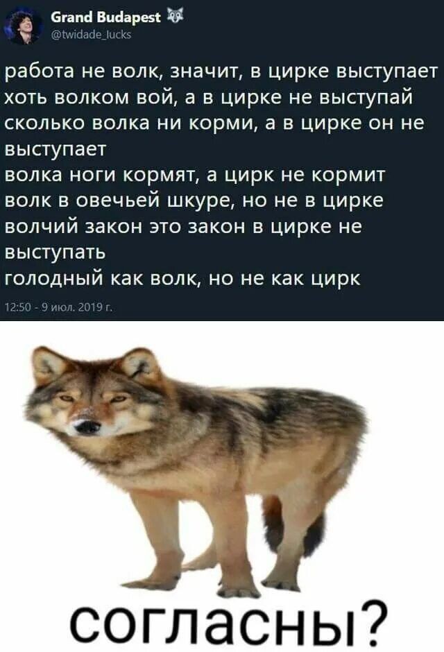 Волк, вцепившийся женщине в лицо, может поплатиться за это жизнью