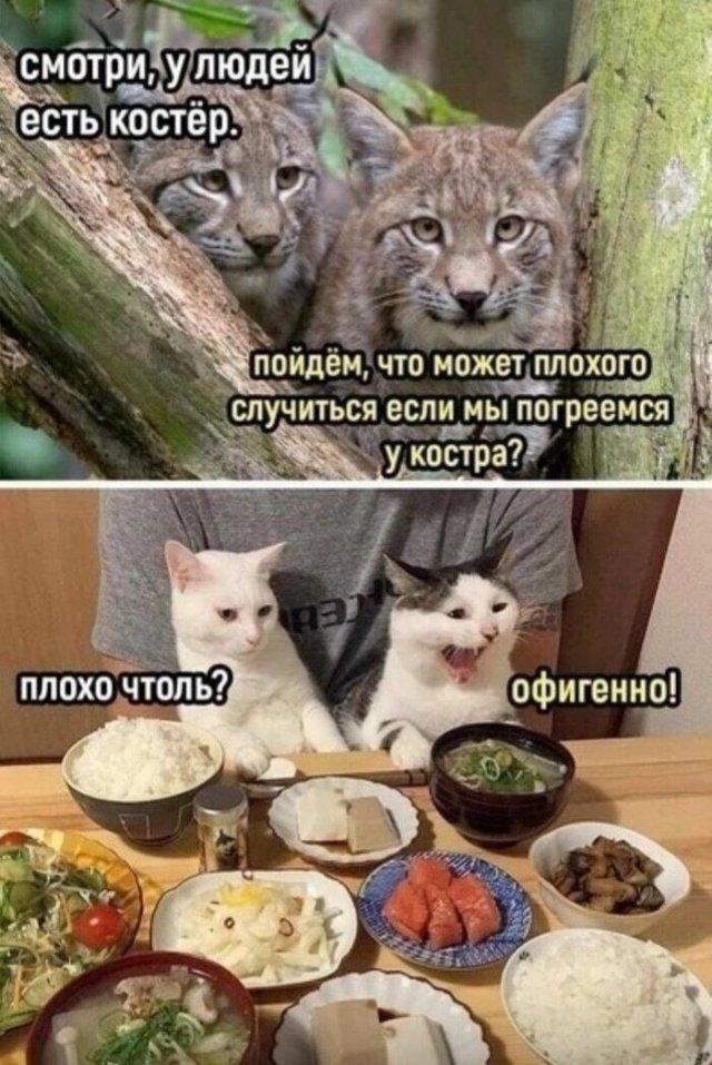 Всемирный день котиков.