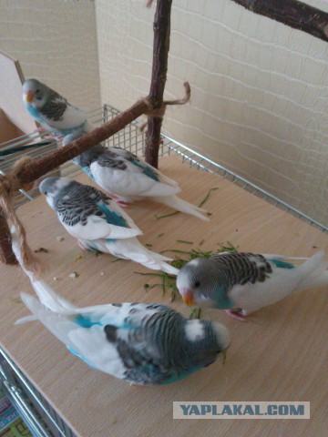 Как я попуганов размножала