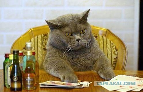 Что должна уметь каждая уважающая себя кошка
