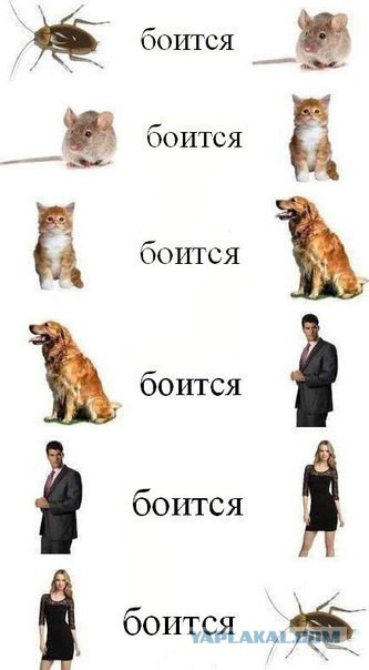 Веселое из сети
