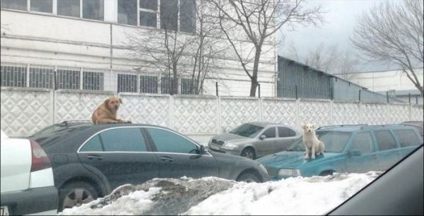 30 веселых фотографий с животными