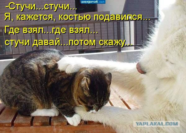 Собаки против котов