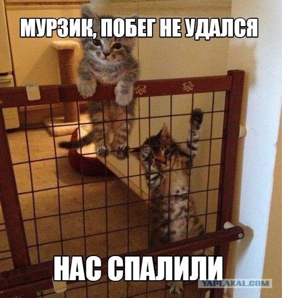 Прикольные картинки и демотиваторы