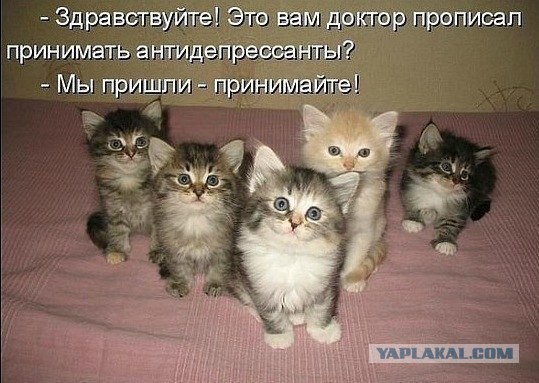 Забавные картинки из Сети