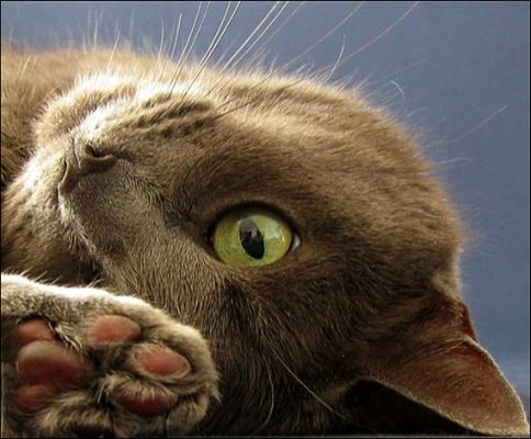 Коты, кошки, котята