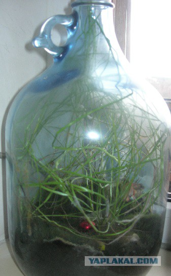 Провалившийся рай - невероятно отрезвляющий эксперимент