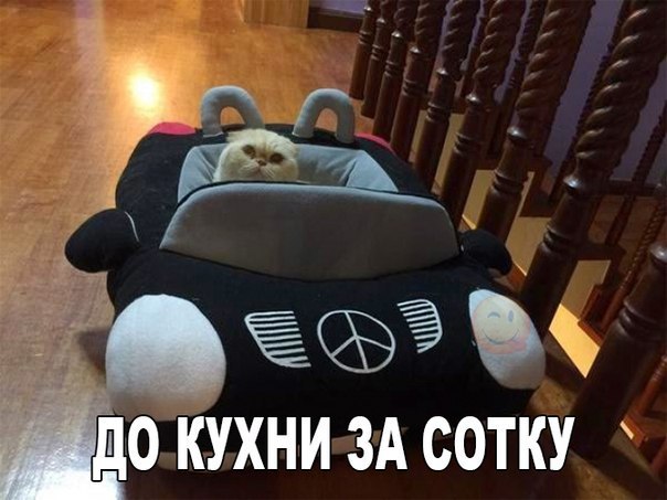 Мохнатые беспредельщики