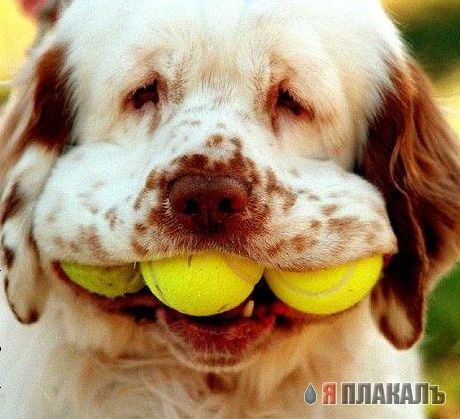 СОБАКИ и ЩЕНКИ. Все про собак!