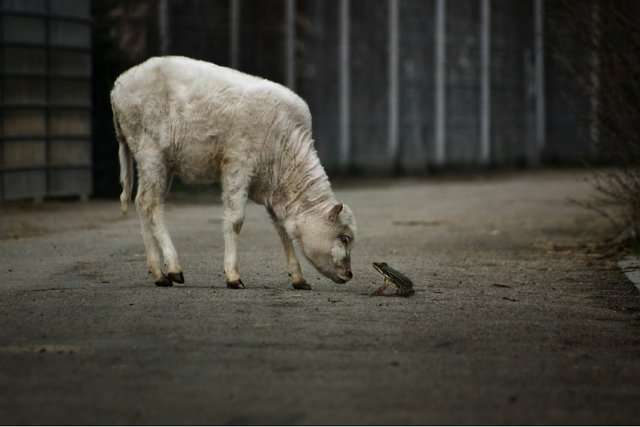 Любовь - морковь