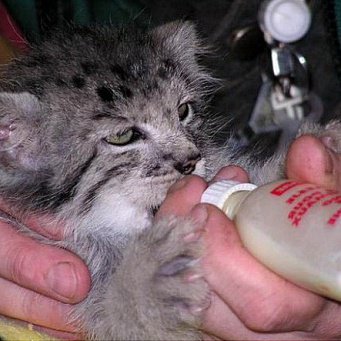 Манулы - самые ленивые и эмоциональные коты