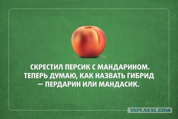 Весёлые картинки