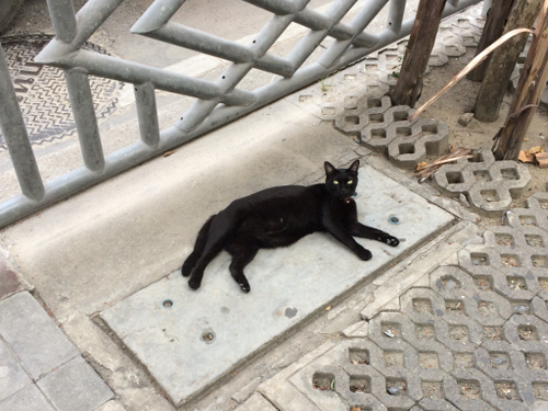 Котовторник 13.12.2016