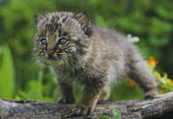 Самые смешные животные
