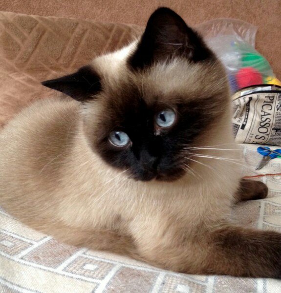 Коты и Кошки