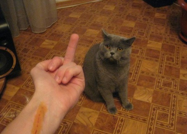 Коты и Кошки