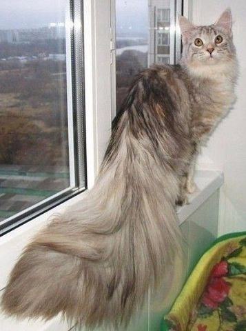 Коты и Кошки