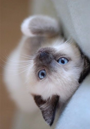 Коты и Кошки