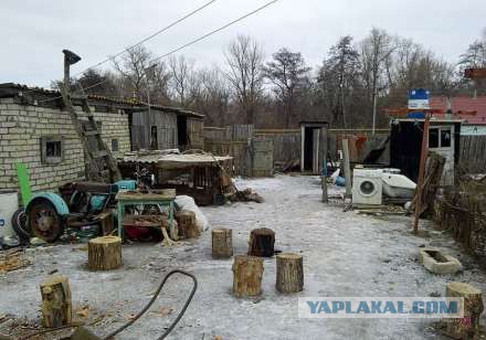 Под Волгоградом пса, спасающего жизни, забили на шашлык